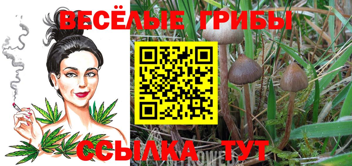 Галлюциногенные грибы Psilocybine cubensis Нягань